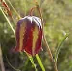 Image result for "fritillaria Messanensis". Size: 150 x 147. Source: www.flickr.com