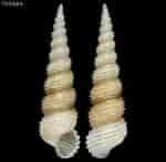 Afbeeldingsresultaten voor "aclis Minor". Grootte: 150 x 147. Bron: www.gastropods.com
