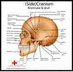 Image result for "craniella Cranium". Size: 150 x 147. Source: www.pinterest.com