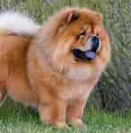 Image result for Chow Chow. Size: 146 x 148. Source: www.thekennelclub.org.uk