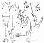 Image result for Oithona fallax Geslacht. Size: 150 x 148. Source: copepodes.obs-banyuls.fr