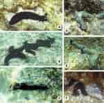 Afbeeldingsresultaten voor "holothuria Verrucosa". Grootte: 150 x 148. Bron: www.researchgate.net