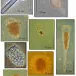 Image result for "Climacocylis scalaria". Size: 150 x 150. Source: www.researchgate.net