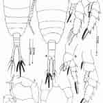 Image result for Temora discaudata Anatomie. Size: 150 x 150. Source: www.researchgate.net