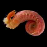 Afbeeldingsresultaten voor "trichobranchus Roseus". Grootte: 150 x 150. Bron: artfakta.se