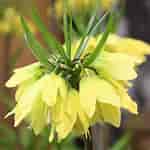 Image result for "fritillaria Helena". Size: 150 x 150. Source: florapont.hu