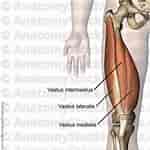 Image result for Musculus Quadriceps femoris. Size: 150 x 150. Source: www.pinterest.com