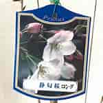 Image result for しずか桜. Size: 150 x 150. Source: store.shopping.yahoo.co.jp