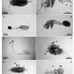Afbeeldingsresultaten voor "paracalanus Nanus". Grootte: 150 x 150. Bron: www.researchgate.net