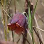 Image result for "fritillaria Messanensis". Size: 150 x 150. Source: www.flickr.com