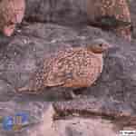 Image result for Euryxanthops orientalis Feiten. Size: 150 x 150. Source: www.biodiversidadcanarias.es