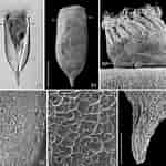 Image result for "Codonellopsis Pusilla". Size: 150 x 150. Source: www.researchgate.net