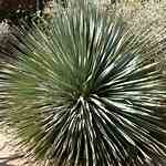 Tamaño de Resultado de imágenes de Desert Spoon Plant.: 150 x 150. Fuente: www.starnursery.com