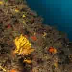 Image result for "axinella Verrucosa". Size: 150 x 150. Source: www.biologiamarina.org