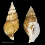 Image result for "colus Gracilis". Size: 150 x 150. Source: www.dedondershells.com