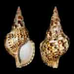 Image result for "charonia Variegata". Size: 150 x 150. Source: es-academic.com