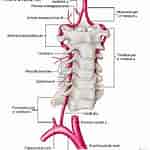 Image result for Normvariante der Arteria vertebralis Mit Kurzstreckiger Doppelung. Size: 150 x 150. Source: www.researchgate.net