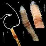 Image result for Magelona filiformis Stam. Size: 150 x 150. Source: www.researchgate.net