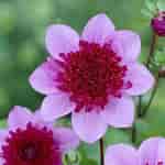 Image result for Dahlia Anemone Flower. Size: 150 x 150. Source: www.jparkers.co.uk