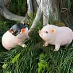 Image result for Pig Resin. Size: 150 x 150. Source: www.aliexpress.com