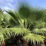 Image result for Washingtonia filifera Kopen. Size: 150 x 150. Source: www.gowthaminursery.in