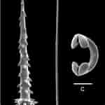 Afbeeldingsresultaten voor "hymedesmia Pilata". Grootte: 150 x 150. Bron: www.researchgate.net