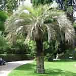 Afbeeldingsresultaten voor Butia capitata Butia Palm. Grootte: 150 x 150. Bron: www.jardineriaon.com