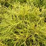 Afbeeldingsresultaten voor Chamaecyparis pisifera Filifera. Grootte: 150 x 150. Bron: www.artsnursery.com