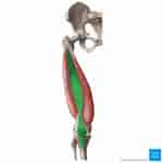 Image result for Musculus Quadriceps femoris. Size: 150 x 150. Source: www.pinterest.es