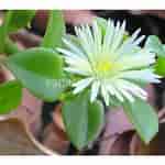 Image result for "haeckeliana Porcellana". Size: 150 x 150. Source: www.canarius.com