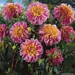 Image result for Dahlia Anemone Flower. Size: 150 x 150. Source: www.pinterest.com