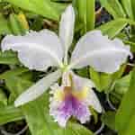 Image result for "lysippe Labiata". Size: 150 x 150. Source: www.orchideenwlodarczyk.de