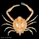 Image result for "myra Affinis". Size: 150 x 150. Source: www.crustaceology.com