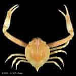 Image result for "myra Affinis". Size: 150 x 150. Source: www.crustaceology.com