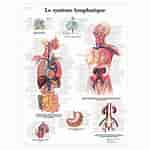Image result for Wrakbaars Anatomie. Size: 150 x 150. Source: www.physiotherapie.com