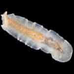 Image result for Prosthiostomidae. Size: 150 x 150. Source: singapore.biodiversity.online