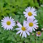 Image result for "margarites Groenlandicus". Size: 150 x 150. Source: gartenhit24.de