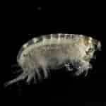 Image result for "bathyporeia Gracilis". Size: 150 x 150. Source: www.inaturalist.org