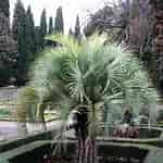 Image result for Small Palm Plant Butia capitata. Size: 150 x 150. Source: jardinage.ooreka.fr