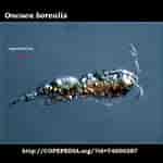 Image result for "oncaea Curvata". Size: 150 x 150. Source: www.st.nmfs.noaa.gov