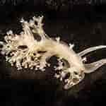 Image result for "hero Formosa". Size: 150 x 150. Source: www.nudibranch.org