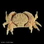 Afbeeldingsresultaten voor Actumnus Dorsipes Geslacht. Grootte: 150 x 150. Bron: www.crustaceology.com