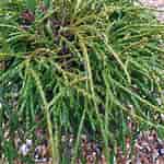 Afbeeldingsresultaten voor Chamaecyparis pisifera Filifera. Grootte: 150 x 150. Bron: www.waitrosegarden.com