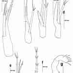 Image result for "epixanthus Frontalis". Size: 150 x 150. Source: www.researchgate.net
