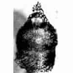 Afbeeldingsresultaten voor "clathrocorys Teuscheri". Grootte: 150 x 150. Bron: www.mikrotax.org