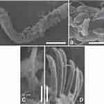Afbeeldingsresultaten voor Levinsenia gracilis geslacht. Grootte: 150 x 150. Bron: www.researchgate.net