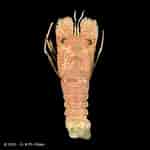 Image result for Ibacus ciliatus Stam. Size: 150 x 150. Source: www.crustaceology.com