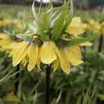 Image result for "fritillaria Formica". Size: 150 x 150. Source: order.eurobulb.nl