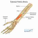 Image result for "pontellopsis Brevis". Size: 150 x 150. Source: www.rehabmypatient.com