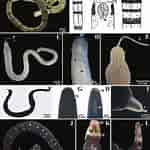 Image result for "tubulanus Linearis". Size: 150 x 150. Source: www.researchgate.net